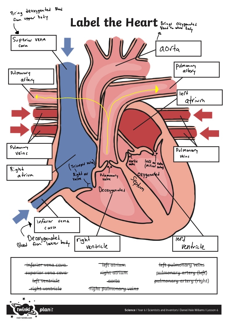 Free Label The Heart Worksheet Download Free Label The Heart Worksheet 