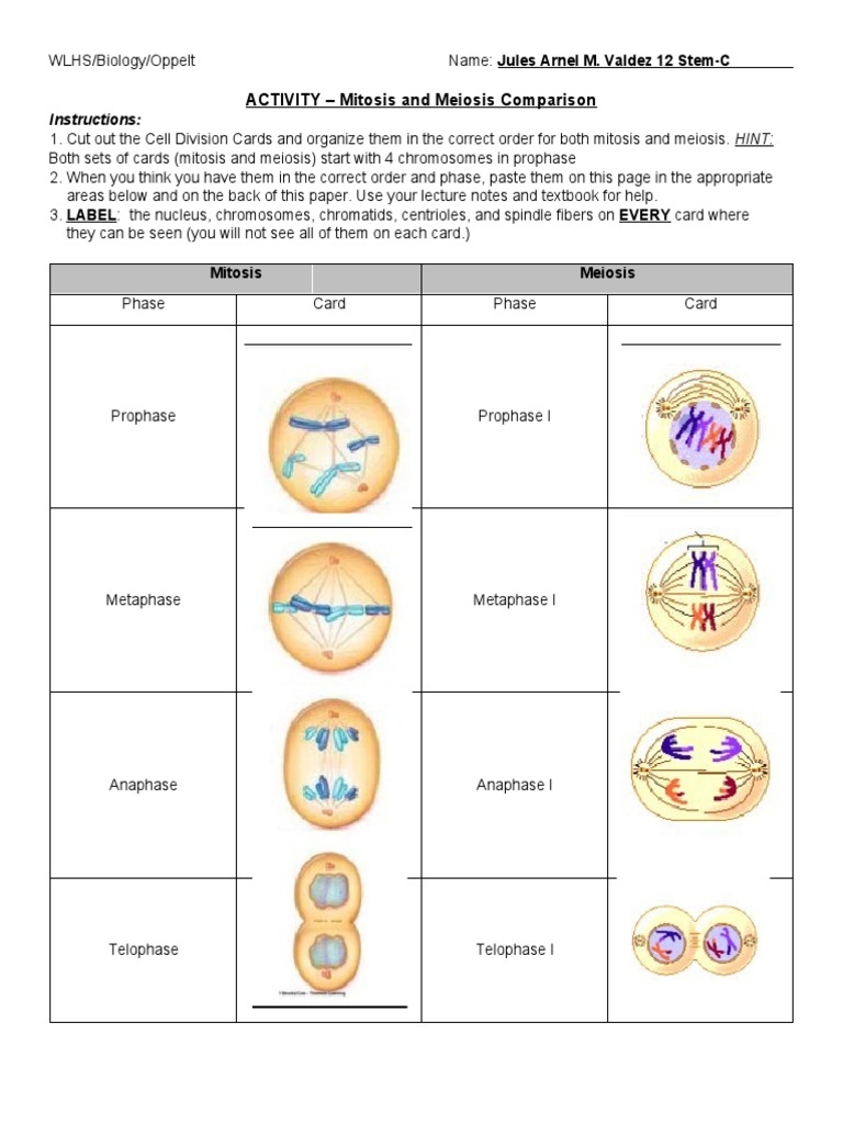 Free Mitosis Versus Meiosis Worksheet Answer Key Download Free Mitosis 