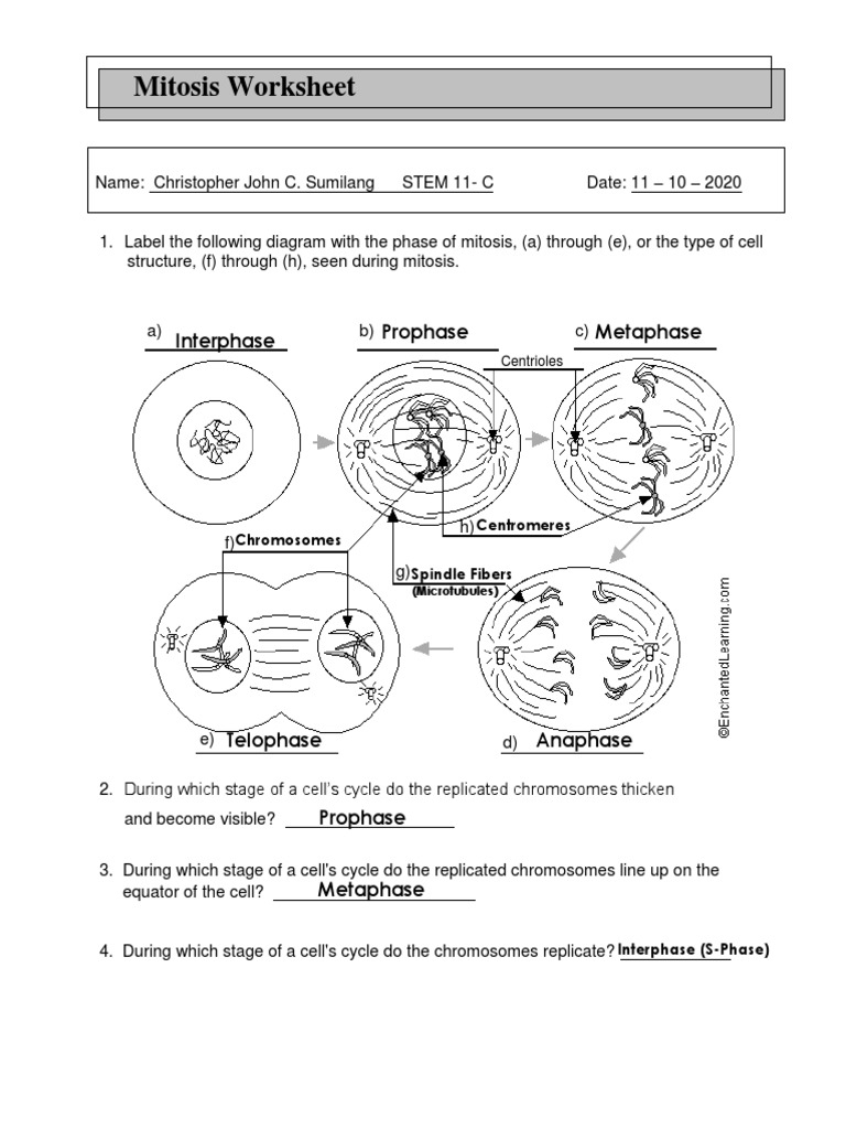 mitosis worksheet answers mitosis worksheet answers