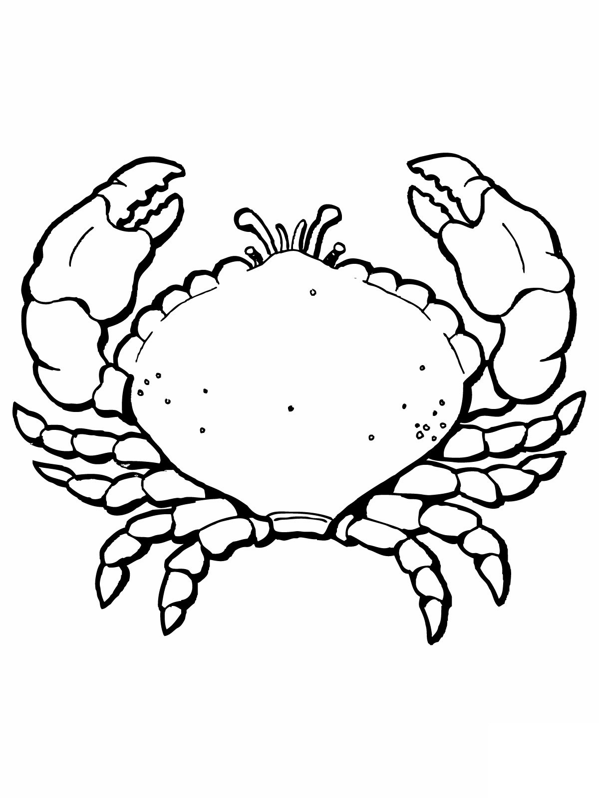 Free Printable Crab Coloring Pages For Kids Free Printable Crab Coloring Pages For Kids