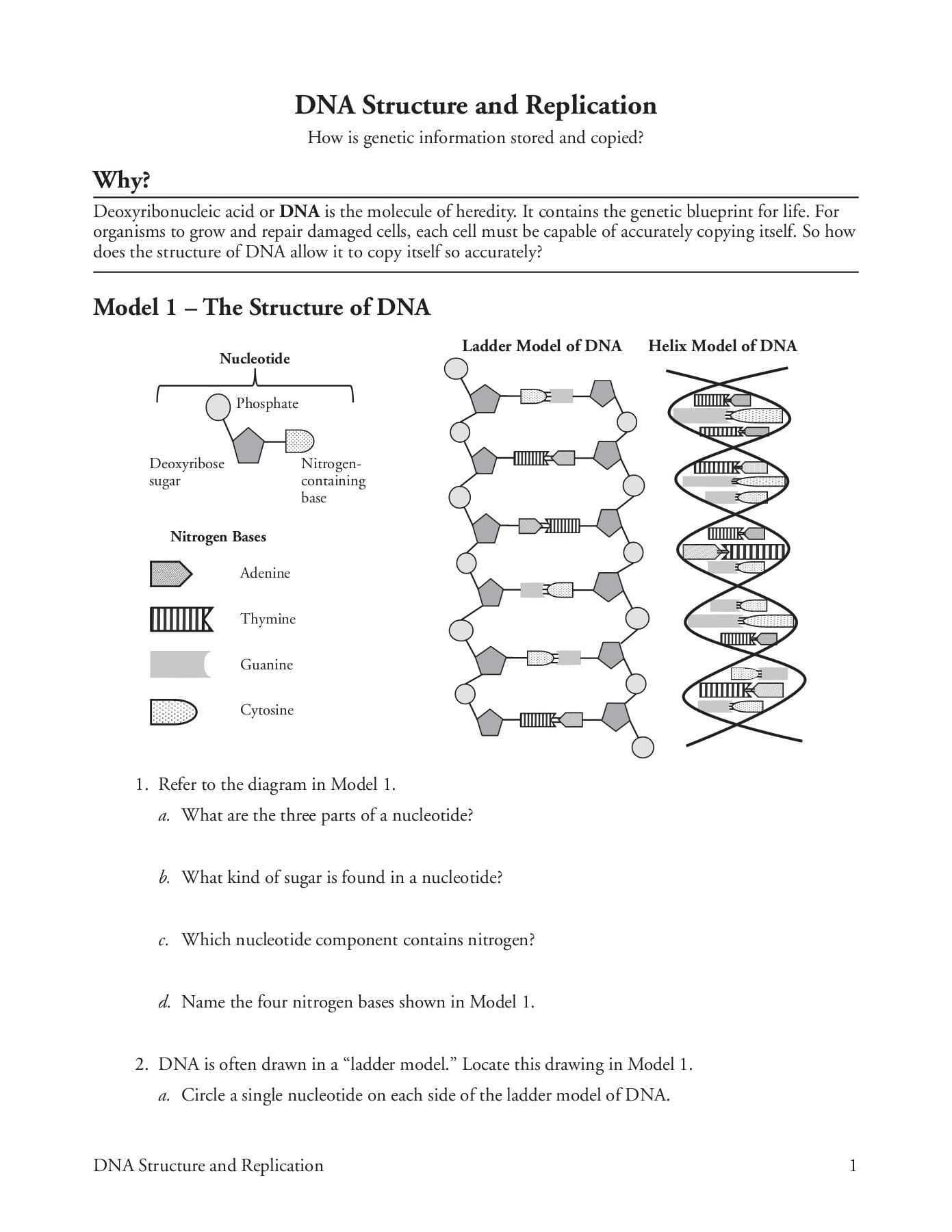 Free Printable DNA Replication Worksheets And Answer Keys A Free Printable DNA Replication Worksheets And Answer Keys A
