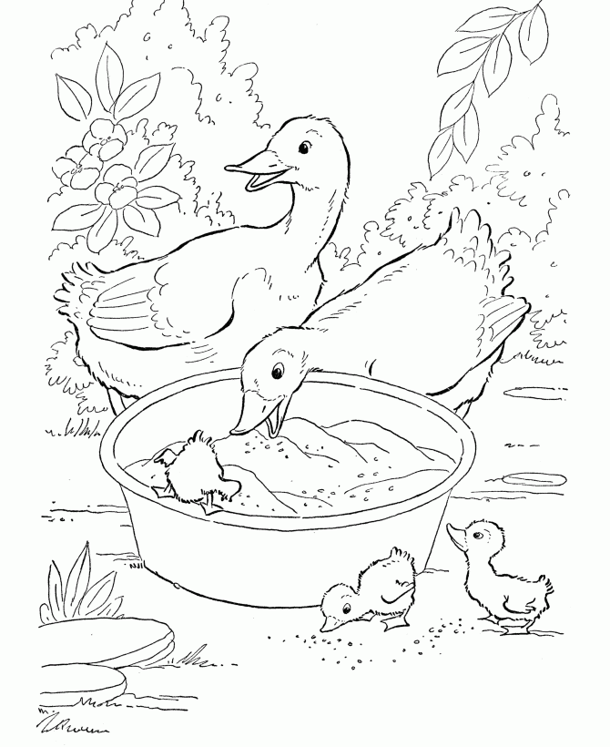 Free Printable Duck Coloring Pages For Kids Free Printable Duck Coloring Pages For Kids