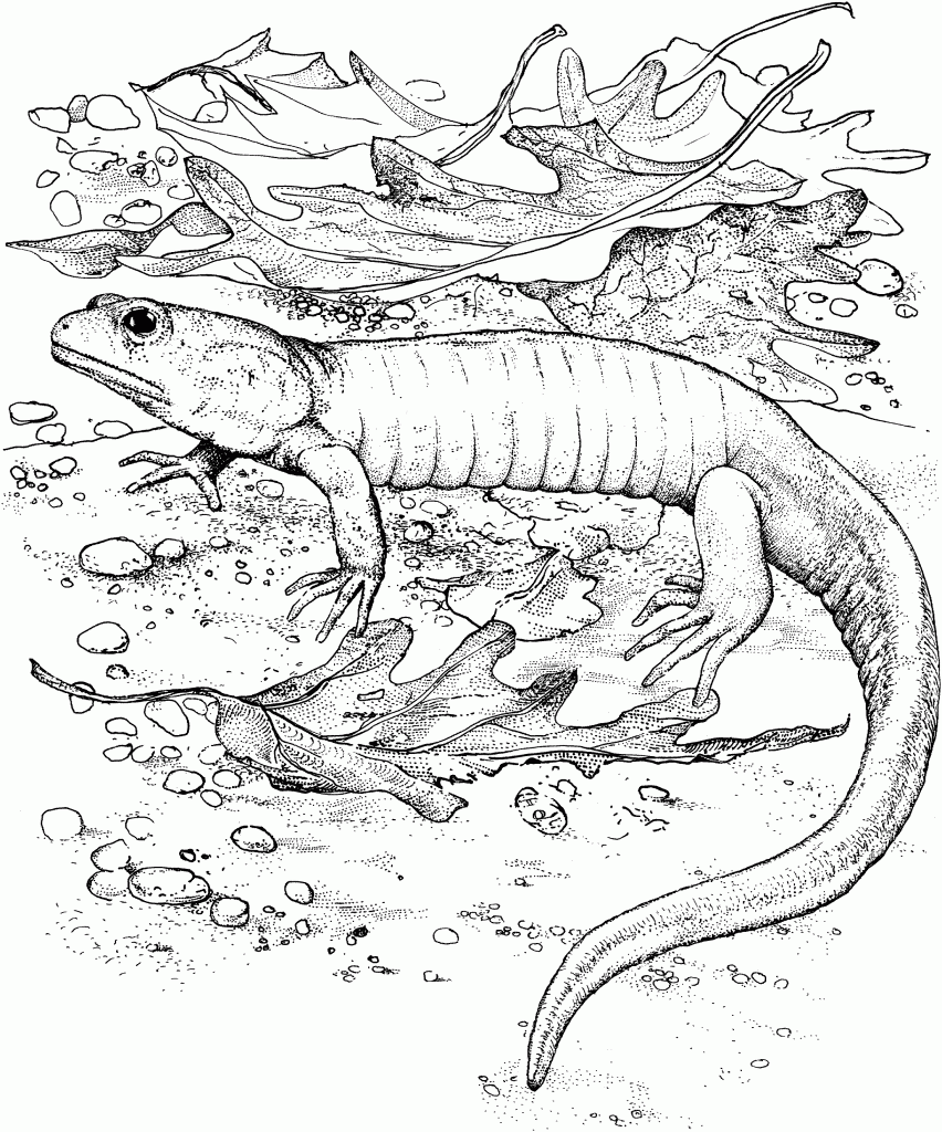 Free Printable Lizard Coloring Pages For Kids Free Printable Lizard Coloring Pages For Kids
