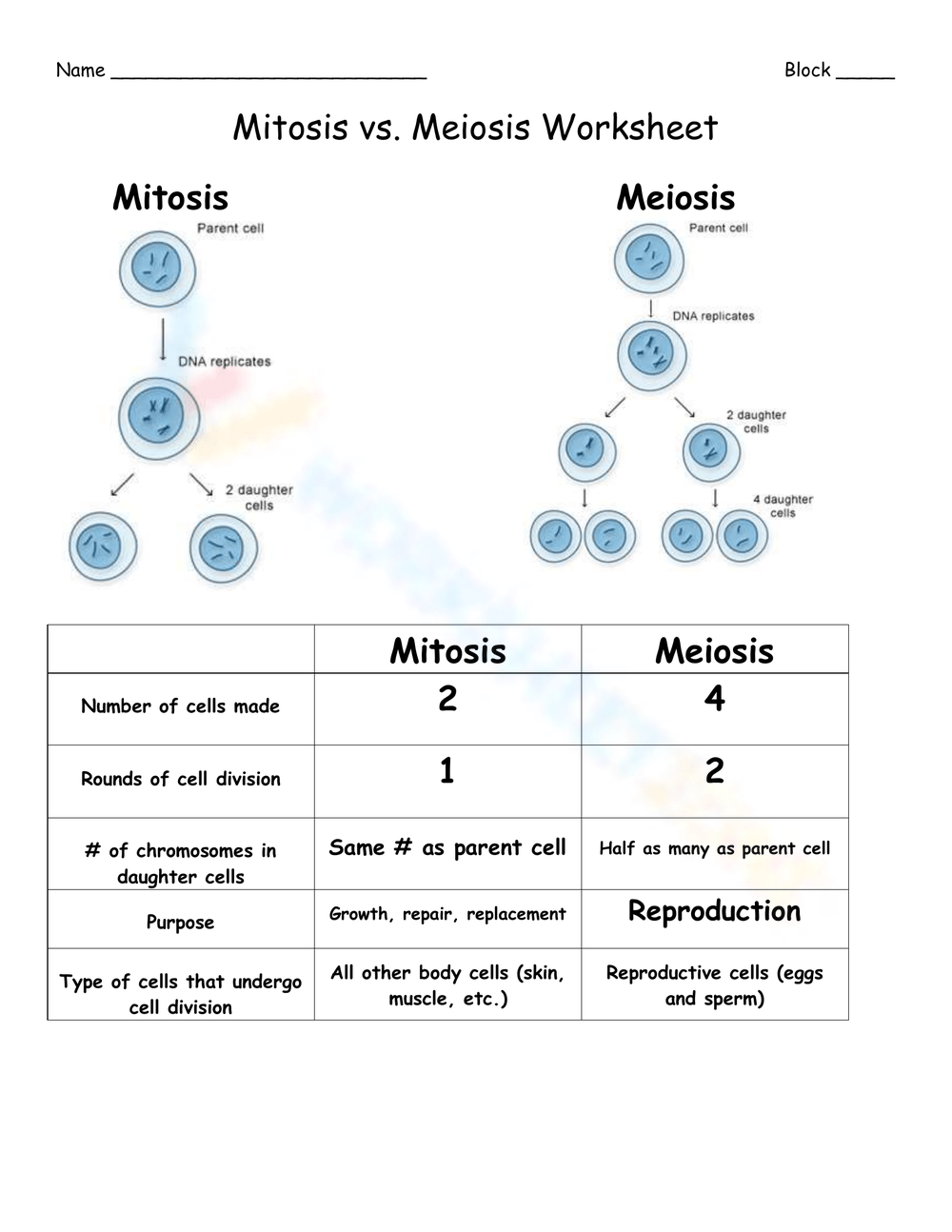 mitosis worksheet answer key
