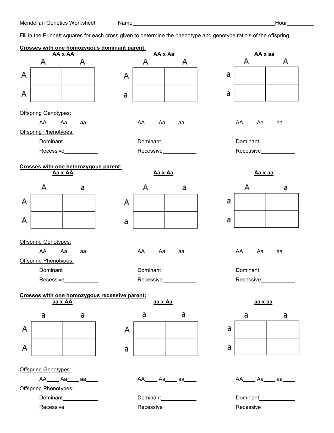 Free Printable Punnett Square Worksheet