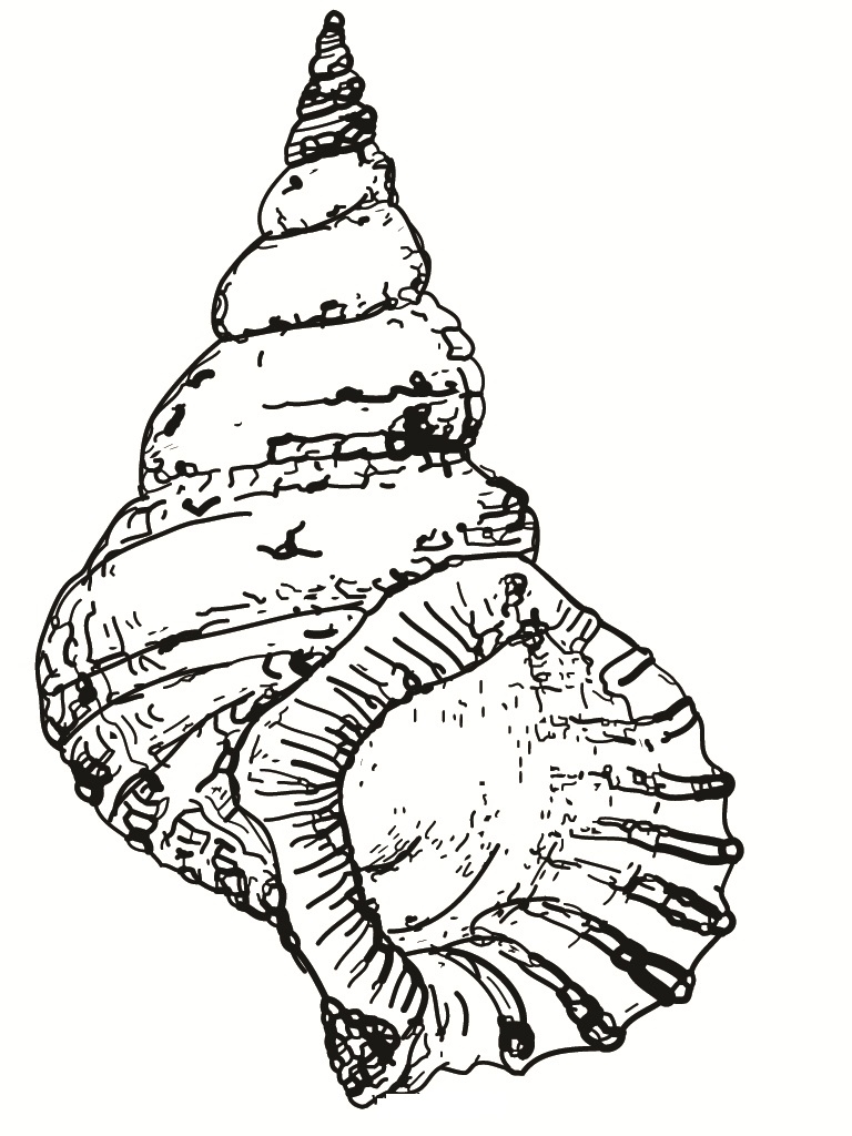 Free Printable Seashell Coloring Pages For Kids