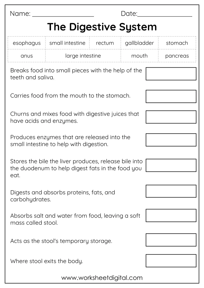Grade 3 Science Worksheet Digital Worksheets Library