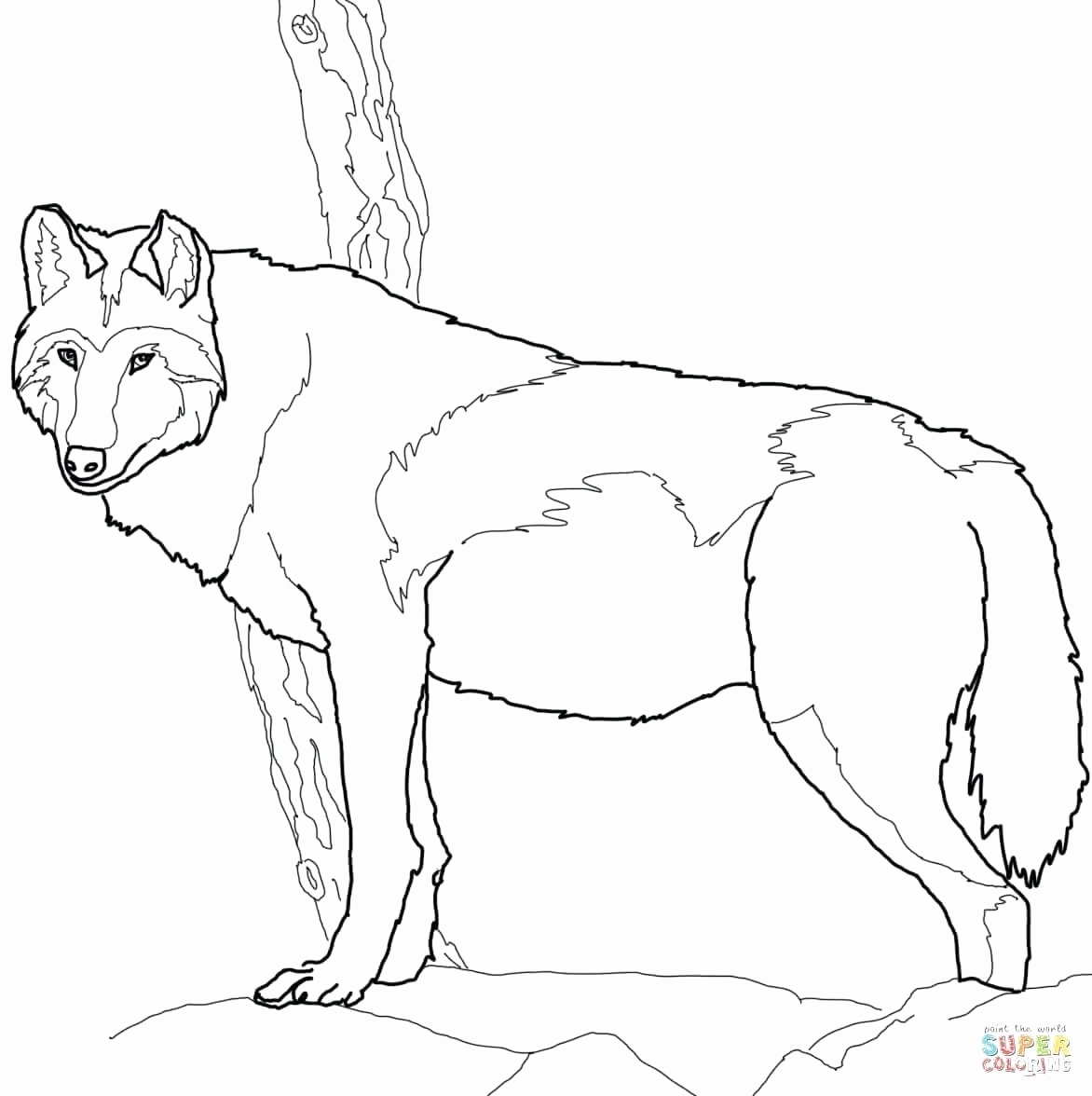 gray wolf coloring pages gray wolf coloring pages