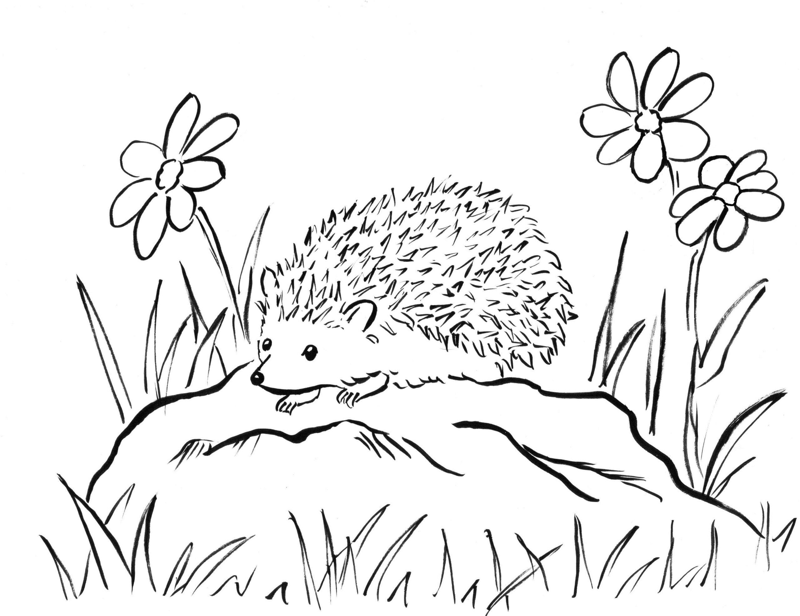 Hedgehog Coloring Pages For Children 100 Images Print Them Online 