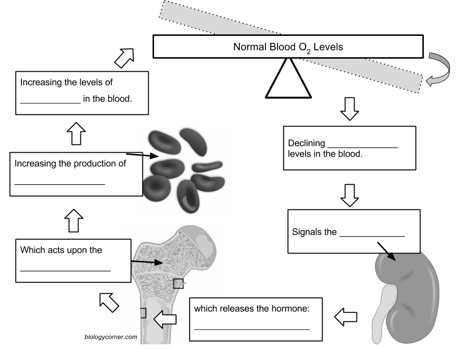 Homeostasis Worksheets Recognize Normal Parameters Homeostasis Worksheets Recognize Normal Parameters