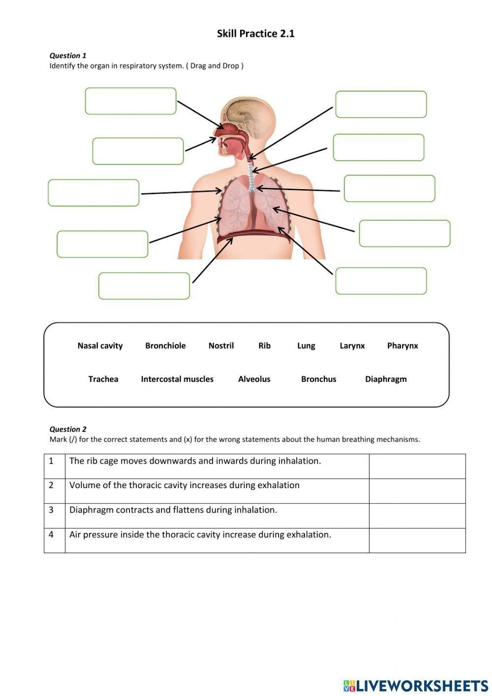 respiratory system worksheet
