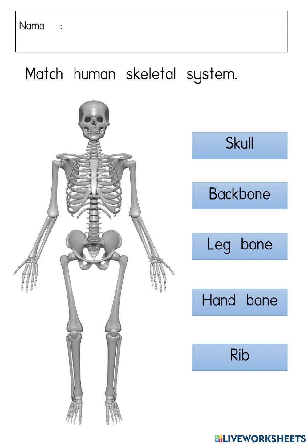 Human Skeletal System Year 5 Worksheet Live Worksheets Worksheets 