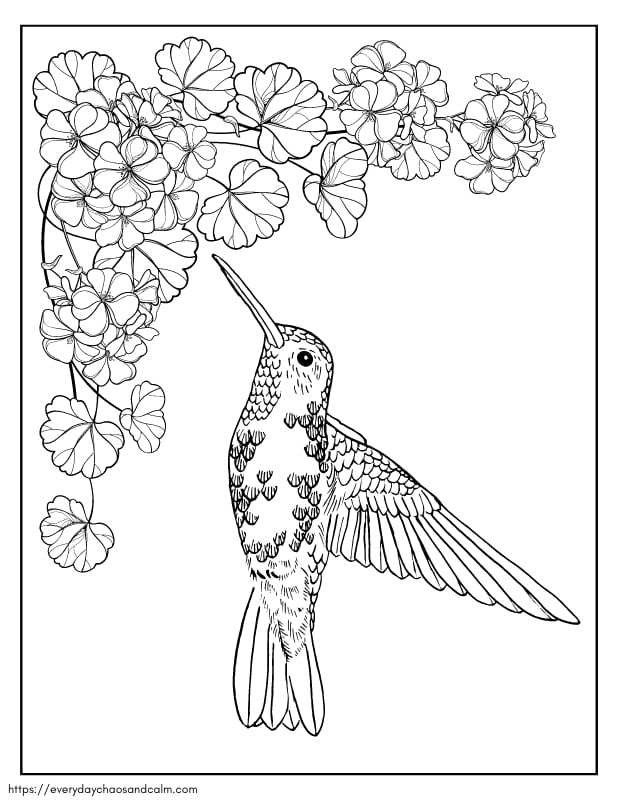 Hummingbird Coloring Pages Free Unleash Your Creativity And Explore 