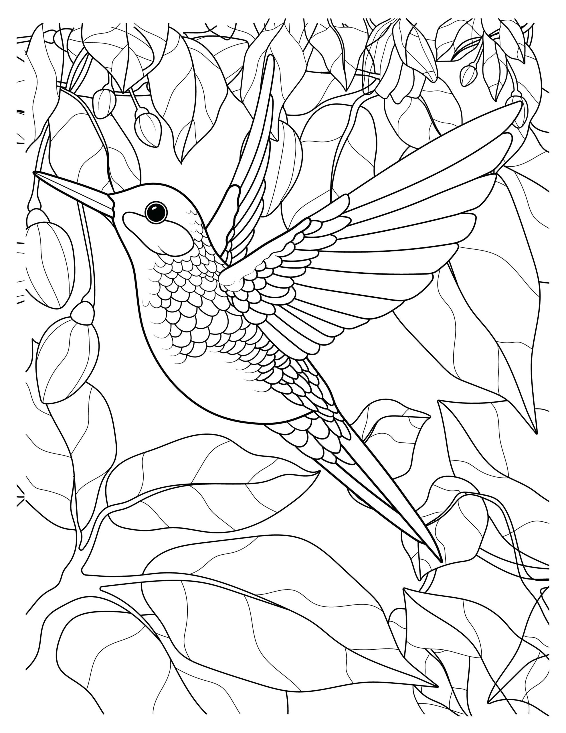 Hummingbirds Coloring Pages Free Printable Sheets