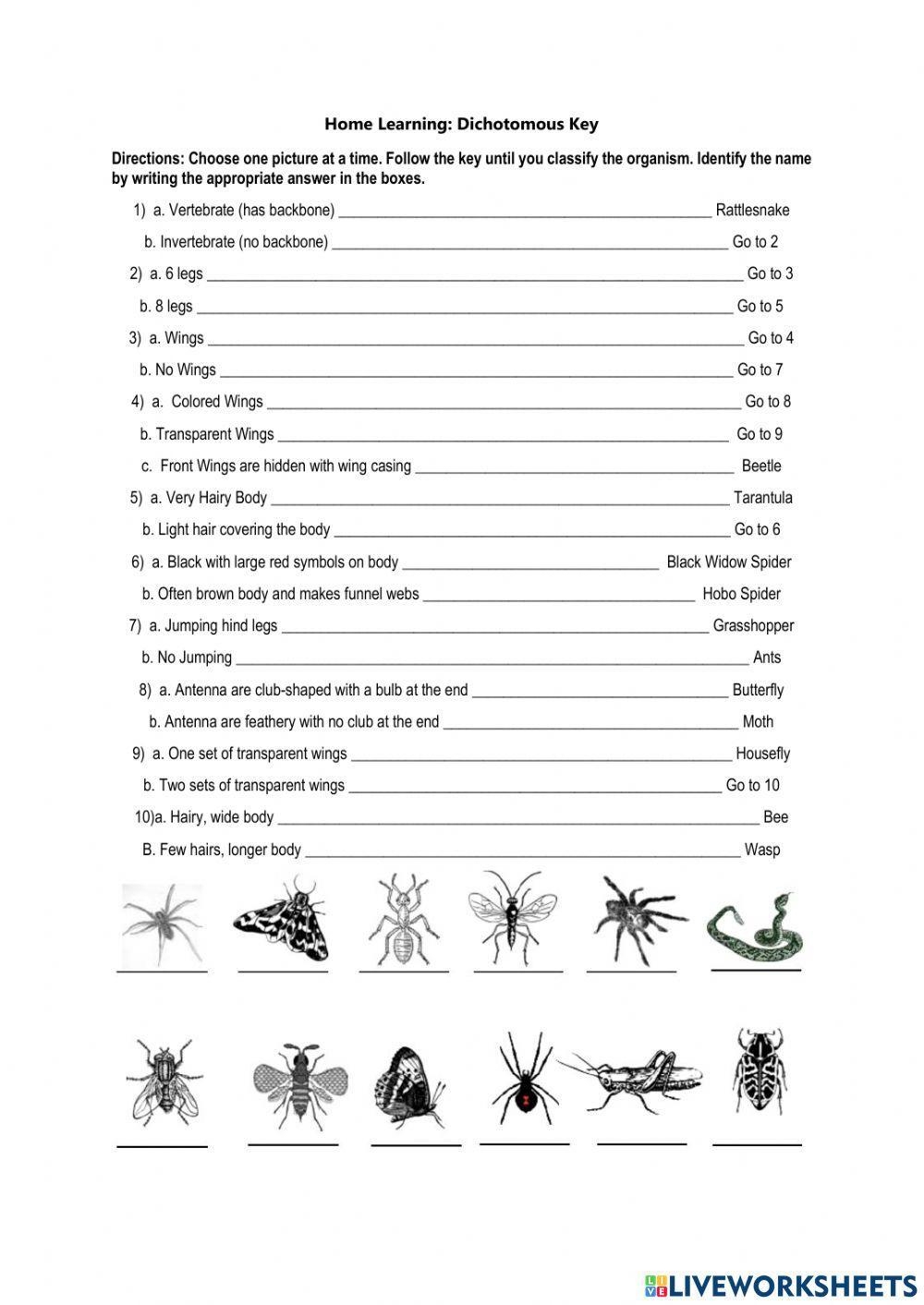 Insects Dichotomous Key Worksheet Worksheets Library