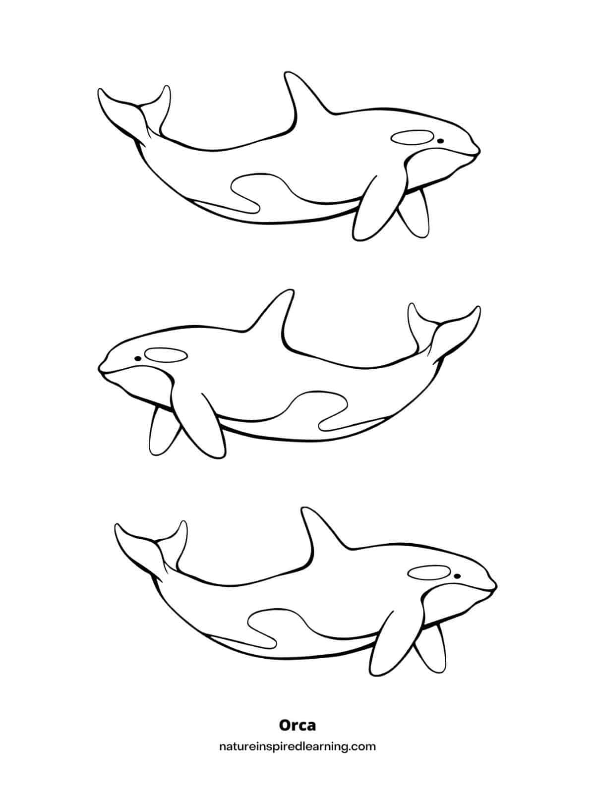 Killer Whale Coloring Page 35 Whale Coloring Pages Free PDF Killer Whale Coloring Page 35 Whale Coloring Pages Free PDF
