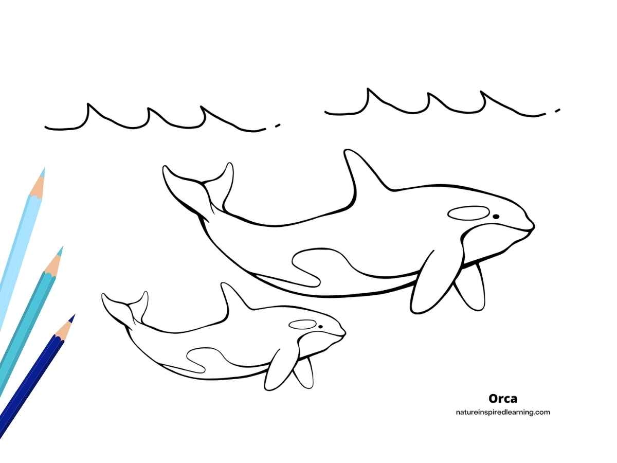 Killer Whale Coloring Page Killer Whale Coloring Page