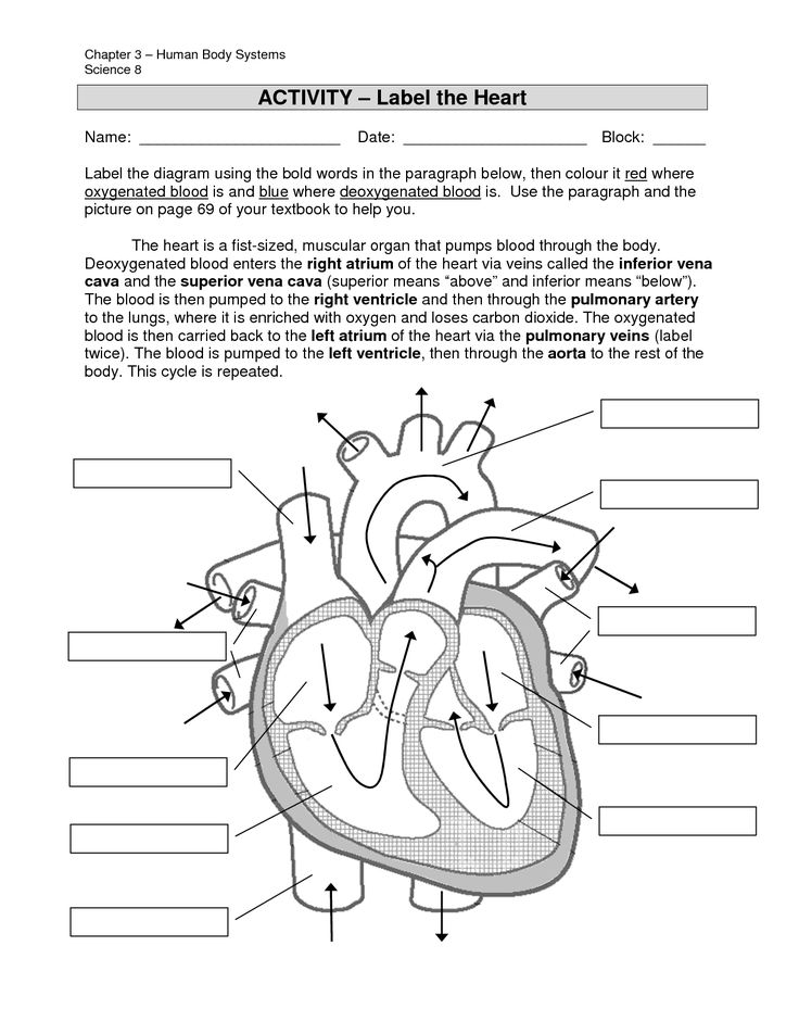 Label The Heart Worksheet Answers Printable Grammar Worksheett
