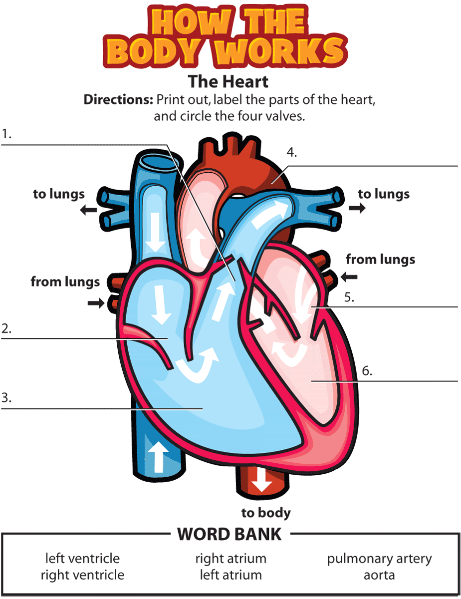 Label The Heart Worksheet Answers Printable Grammar Worksheett