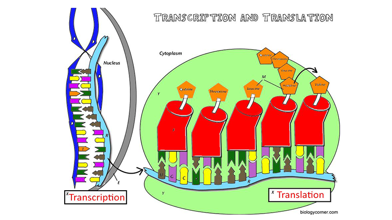 Learn Transcription And Translation By Coloring Worksheets Library