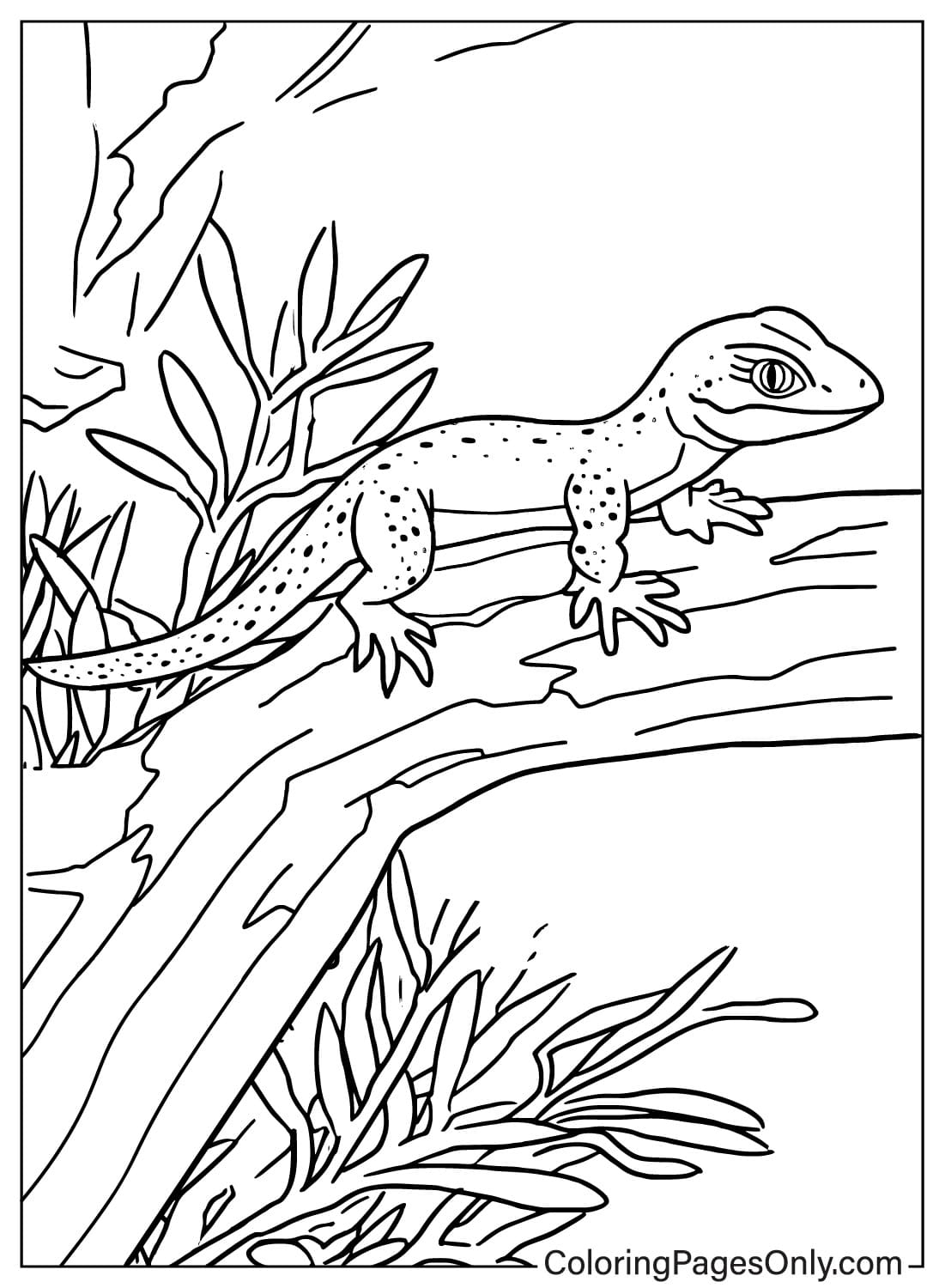 Lizard Coloring Pages Lizards Kids Printable Reptile Salamander Color Lizard Coloring Pages Lizards Kids Printable Reptile Salamander Color
