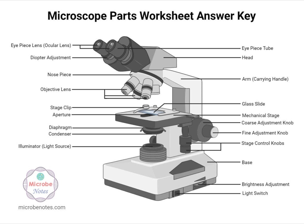 Microscope Parts Labeling Worksheet With Answer Key Microscope Parts Labeling Worksheet With Answer Key