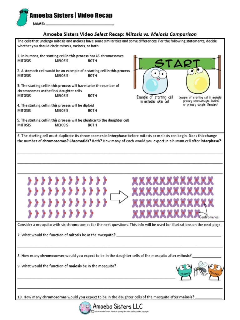 Mitosis Vs Meiosis Side By Side Comparison Worksheets Library