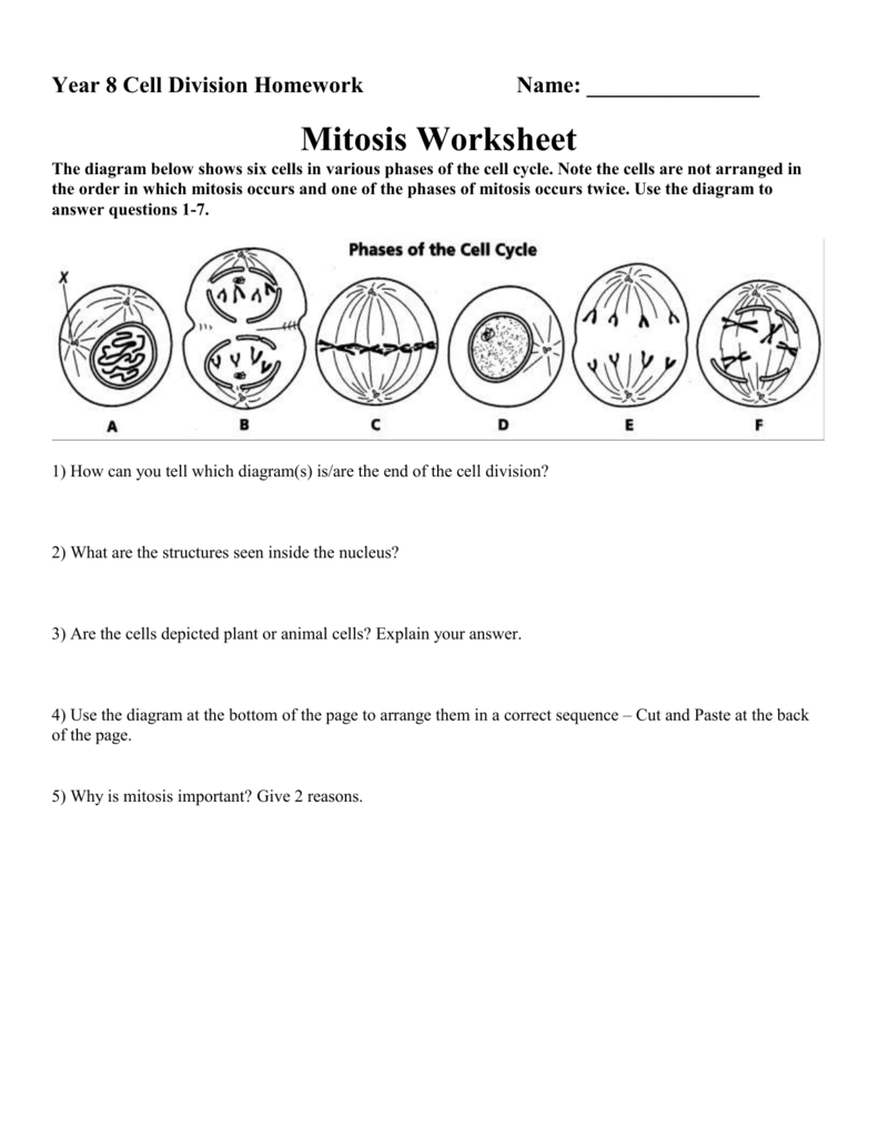 Mitosis Worksheet Answer Key Printable Word Searches