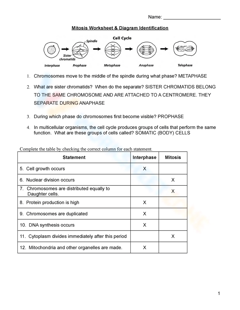 Mitosis Worksheet With Answer Key Adriansonfifth