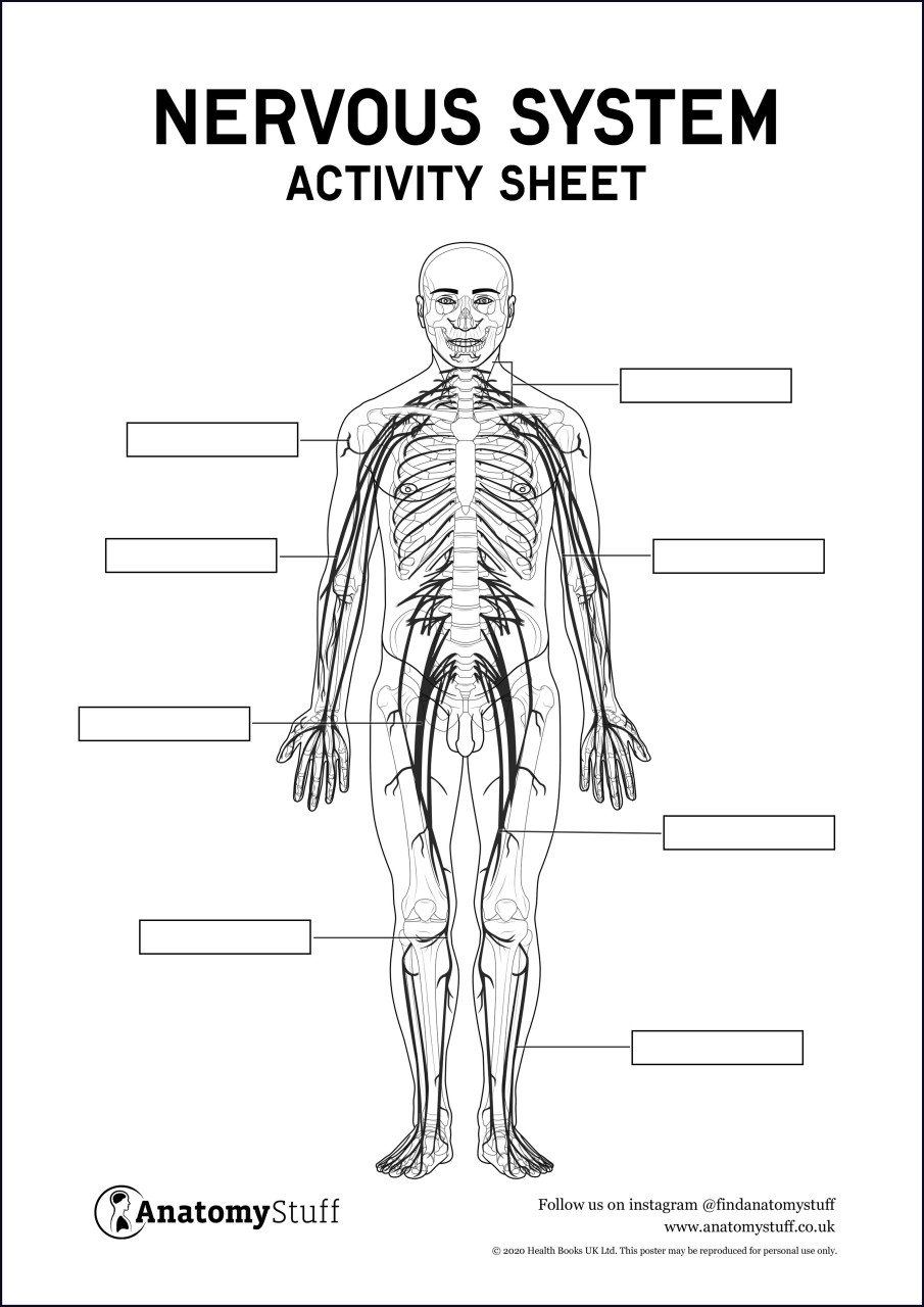 Nervous System Anatomy Activity Sheet PDF Worksheets Library