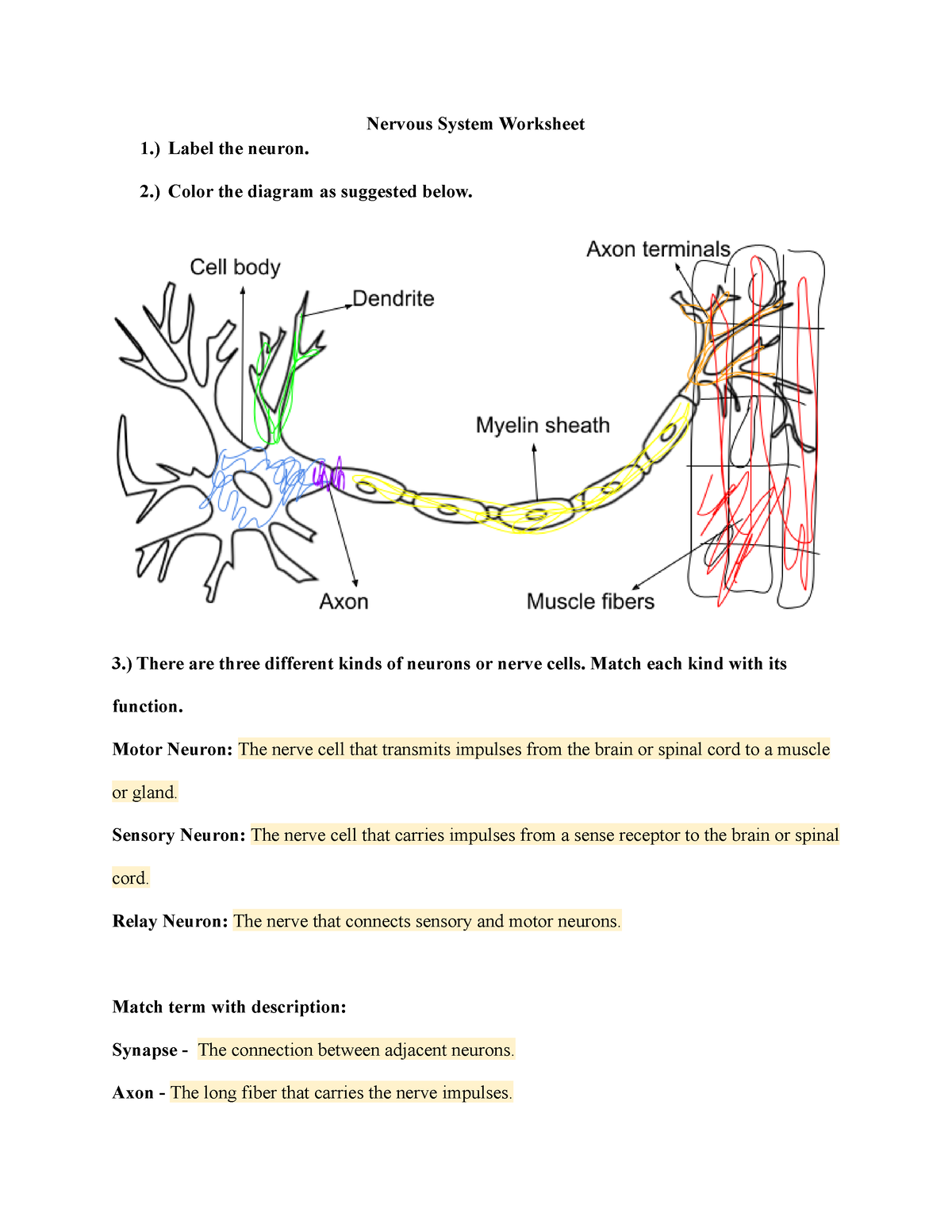 nervous system worksheet