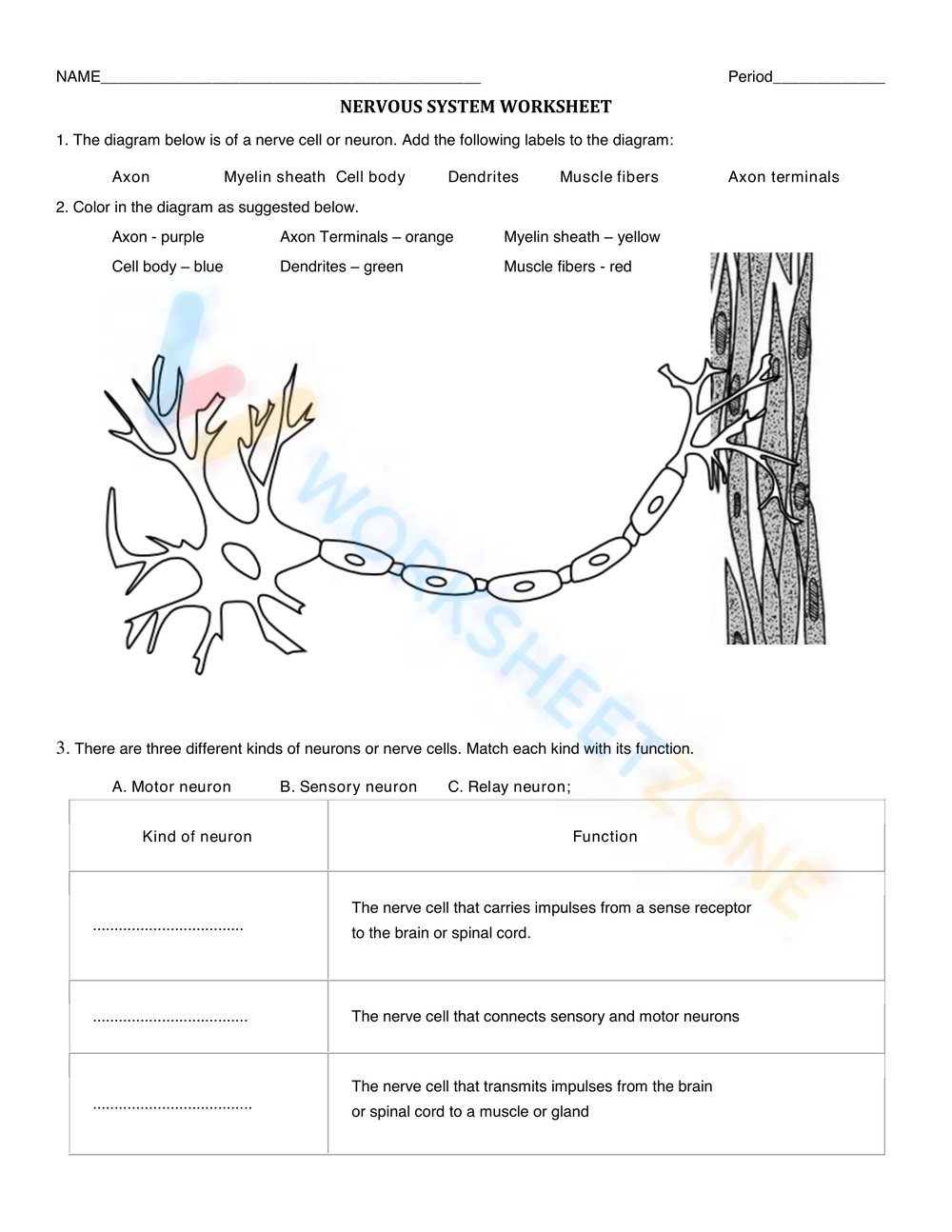 NERVOUS SYSTEM WORKSHEET Worksheet