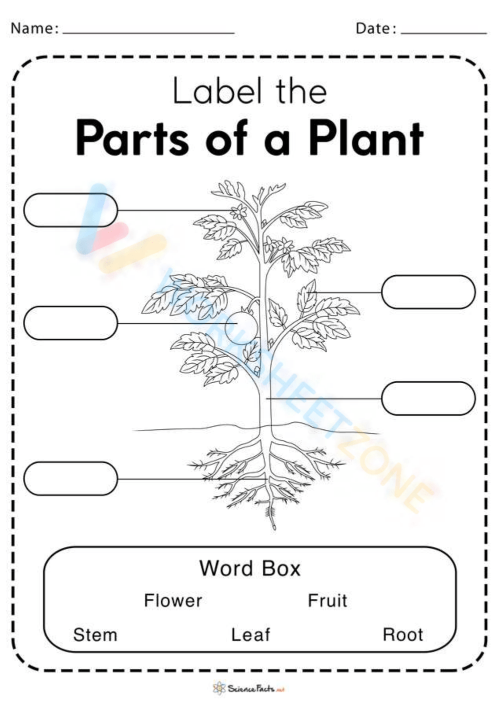 Parts Of A Plant Worksheet Grade 2