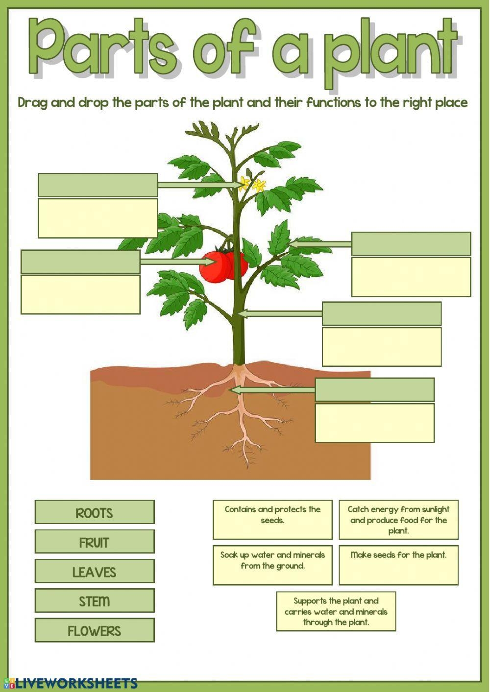 Parts Of A Plant Worksheet Worksheets Library