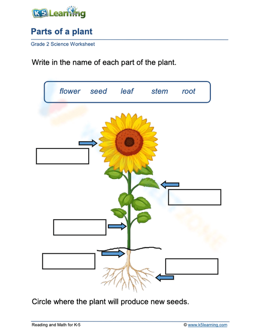Parts Of A Plant Worksheet