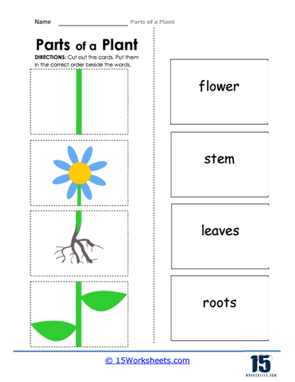 Parts Of A Plant Worksheets Life Science 15 Worksheets