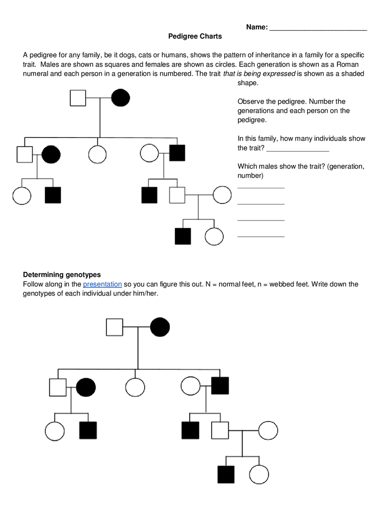 Pedigree Practice Worksheet Answers Askworksheet