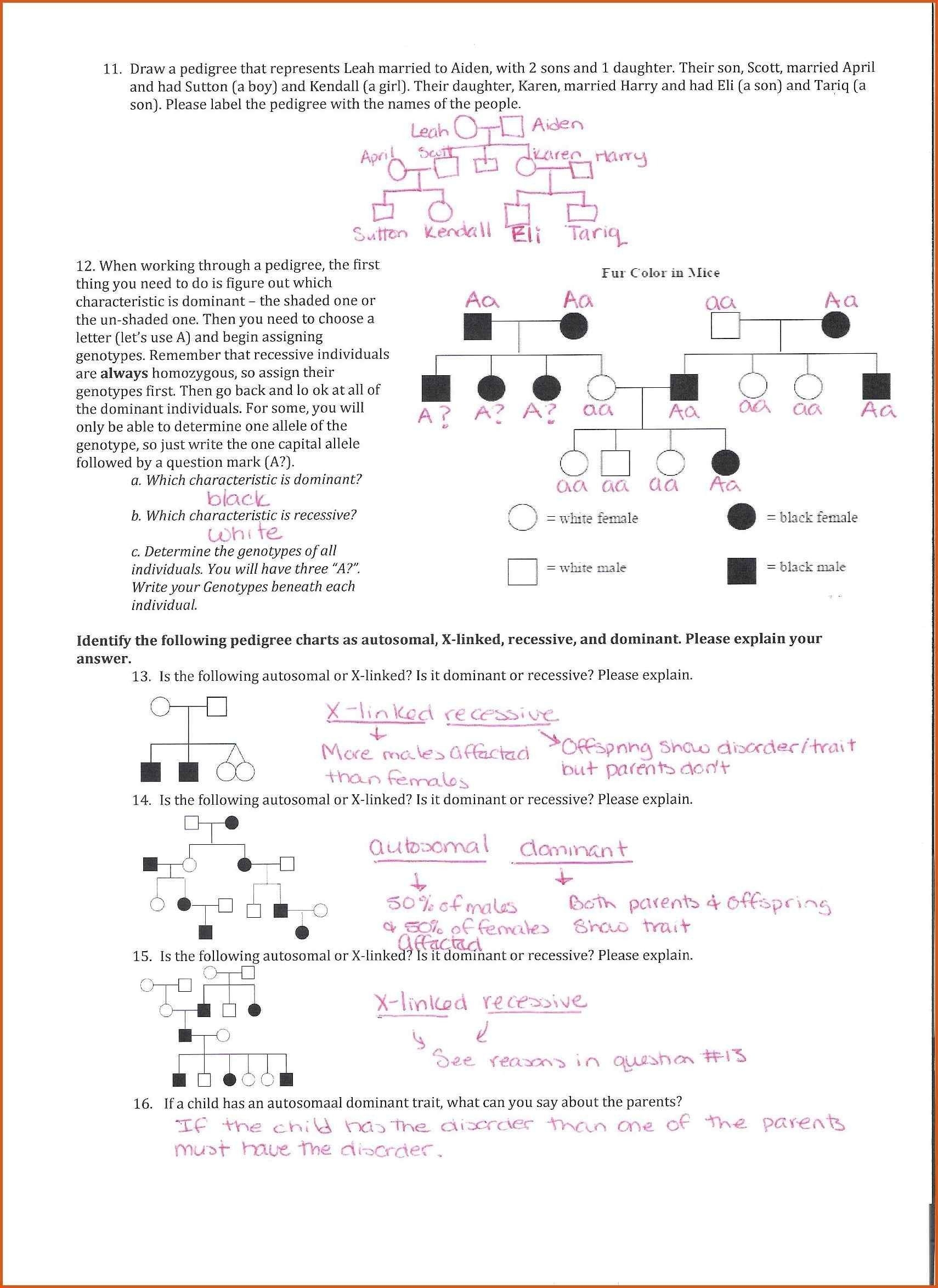 Pedigree Worksheet And Answers Dev onallcylinders