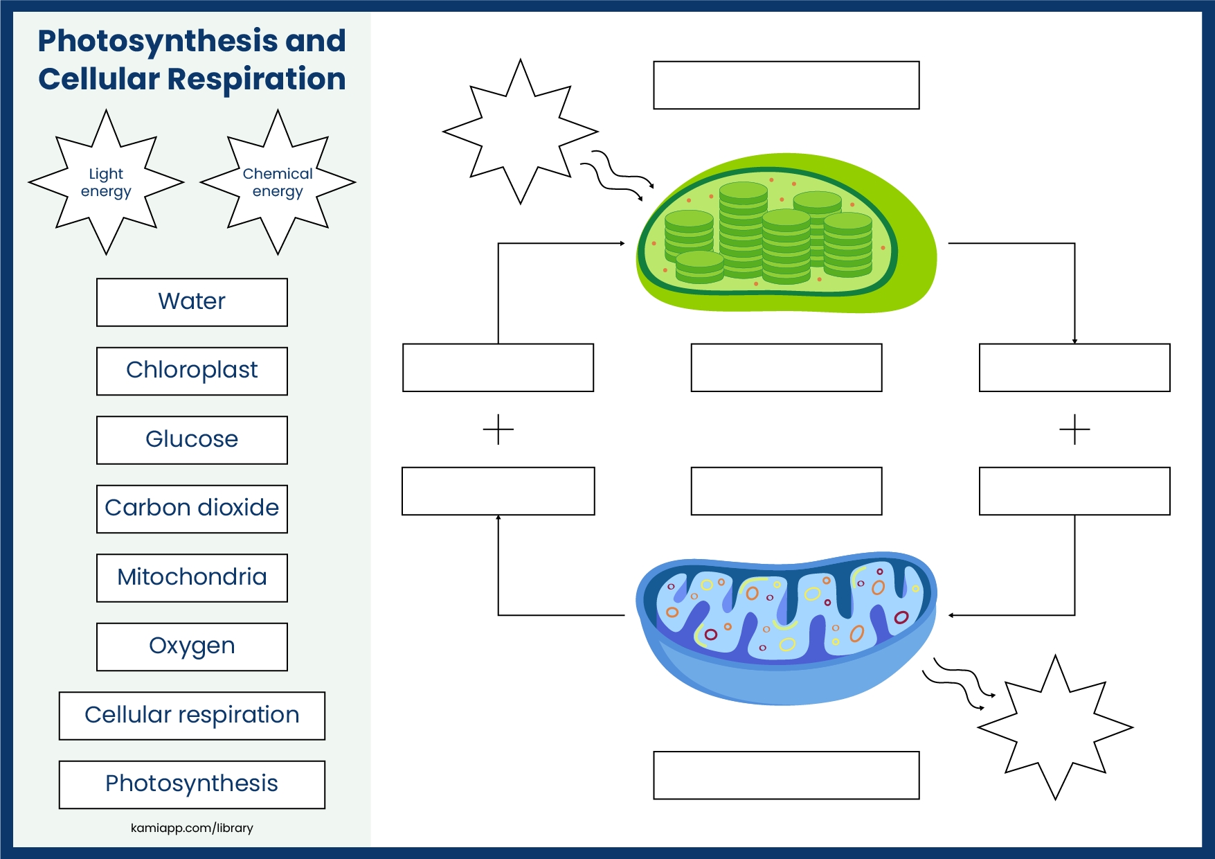 Photosynthesis And Cellular Respiration Cycle Worksheet 