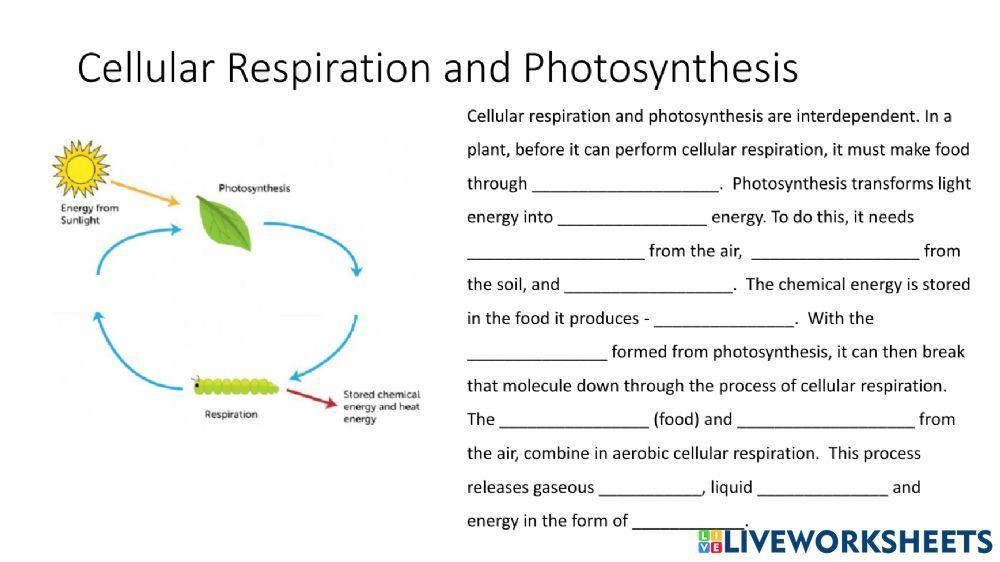 Photosynthesis And Cellular Respiration Diagram Labeling 6 8 