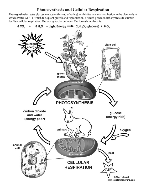 Photosynthesis Cellular Respiration Worksheets Library