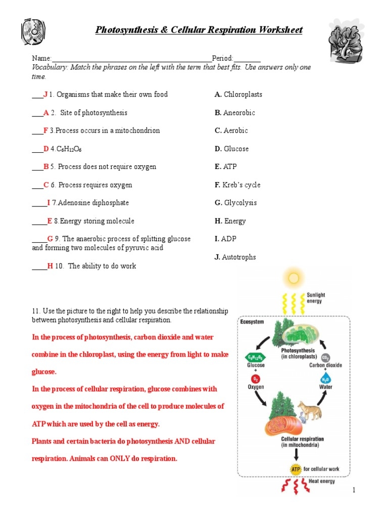 Photosynthesis Respiration Worksheet Key PDF Cellular 