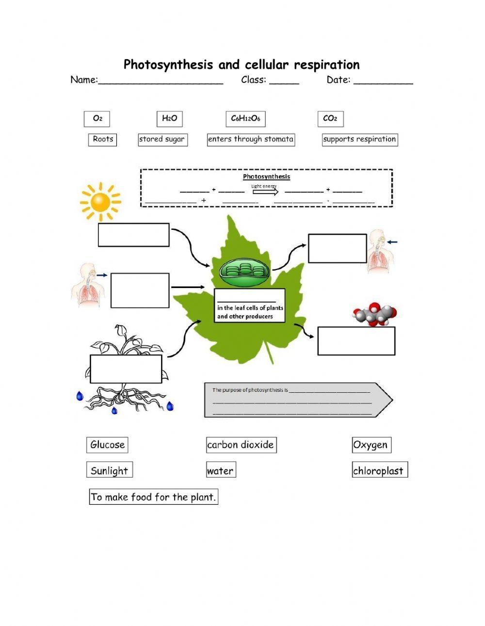 Photosynthesis Vs Cellular Respiration With Equations Diagram 