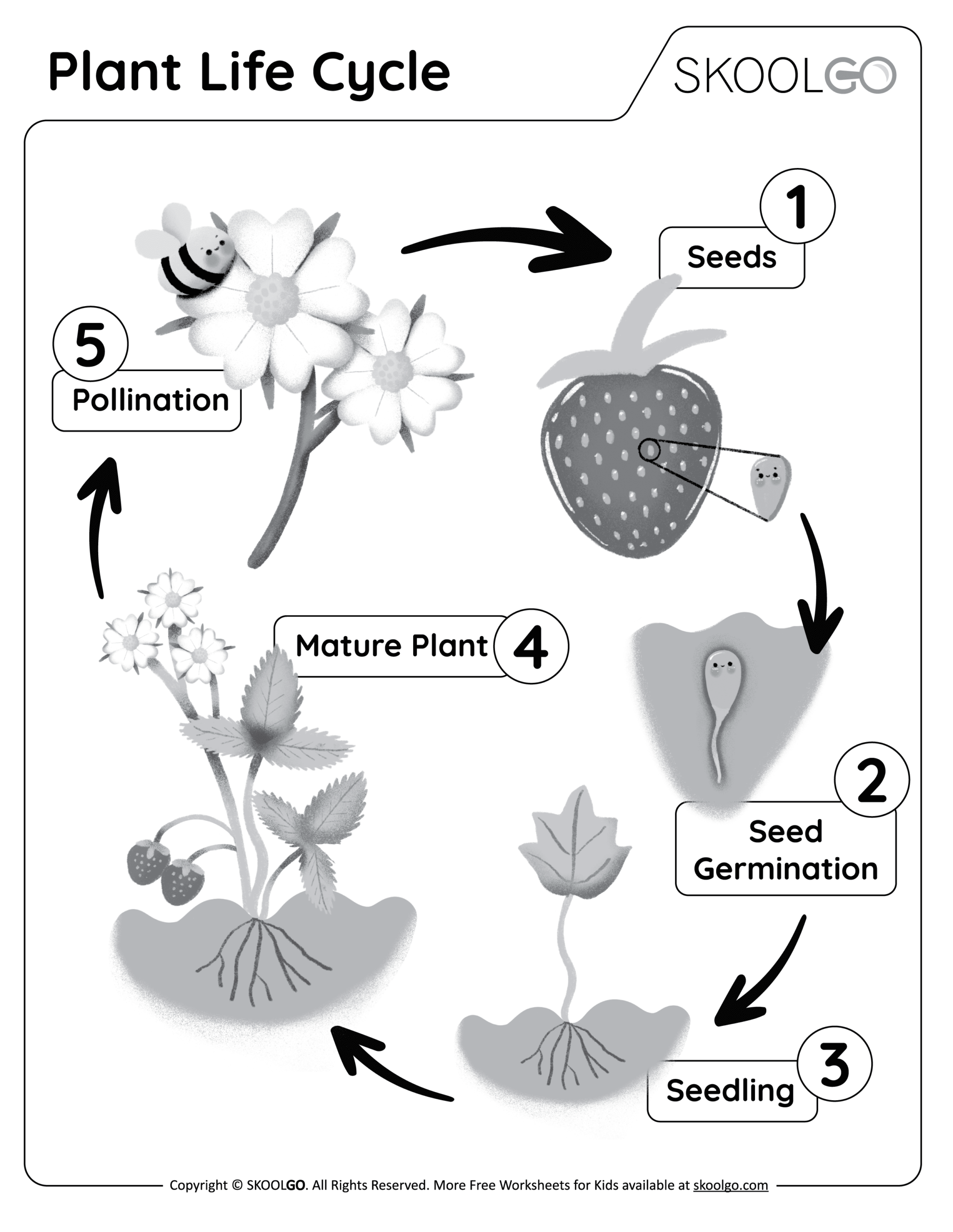 Plant Life Cycle Free Worksheet SKOOLGO Plant Life Cycle Free Worksheet SKOOLGO
