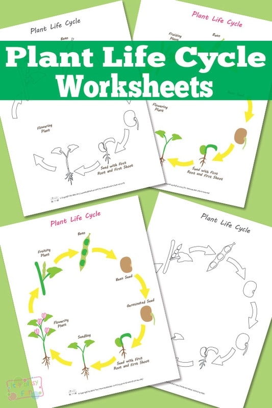 plant life cycle worksheet plant life cycle worksheet