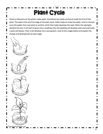 Plant Life Cycle Worksheets Plant Life Cycle Worksheets