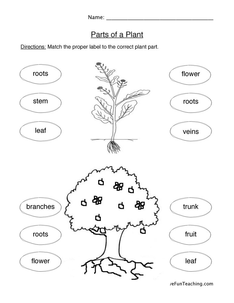 Plant Parts Worksheet By Teach Simple