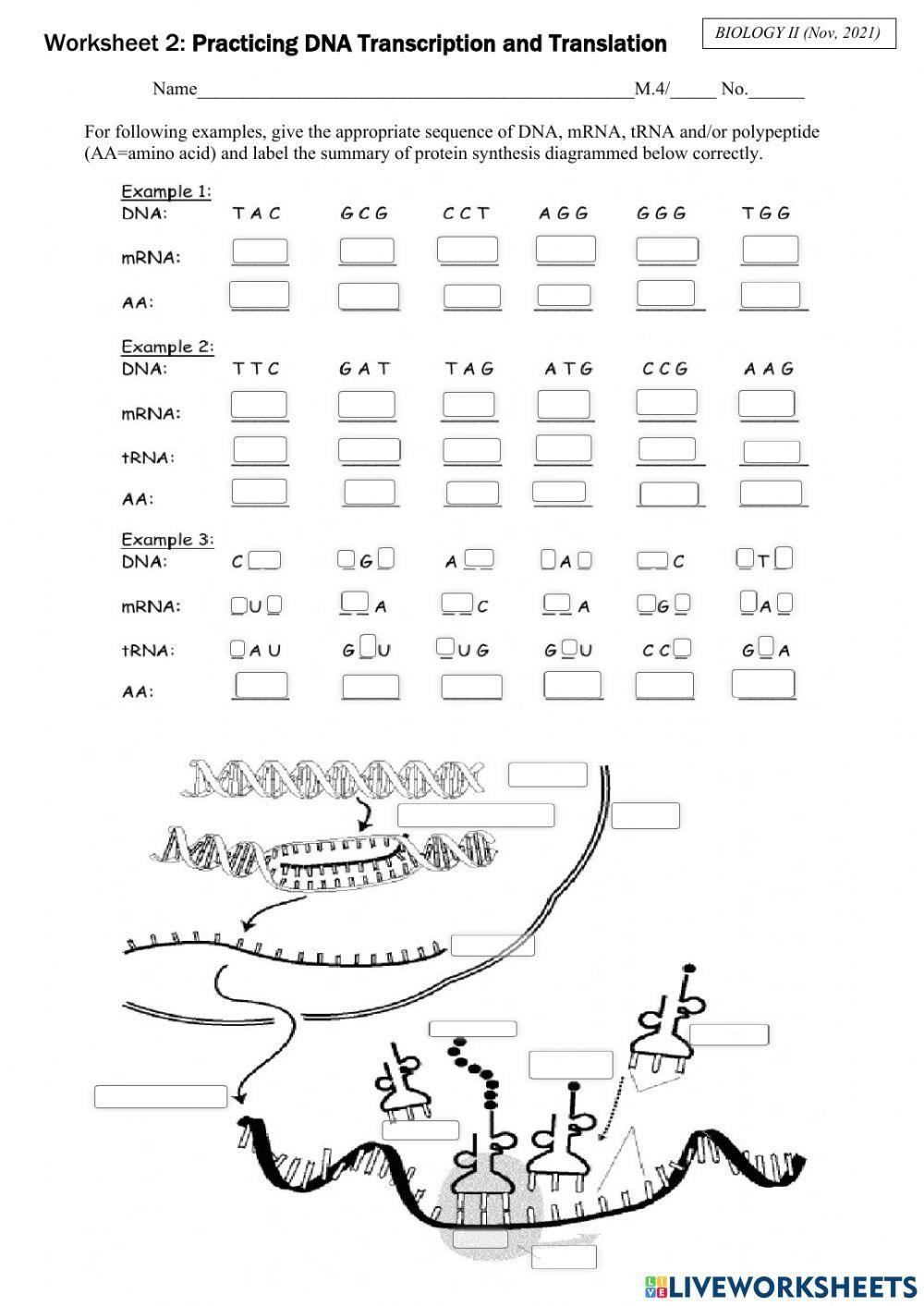 Practicing Transcription Translation Chanathip Worksheets Library