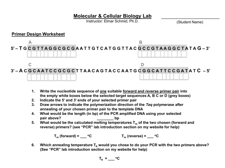 capitulo 2 primer paso worksheet answers capitulo 2 primer paso worksheet answers