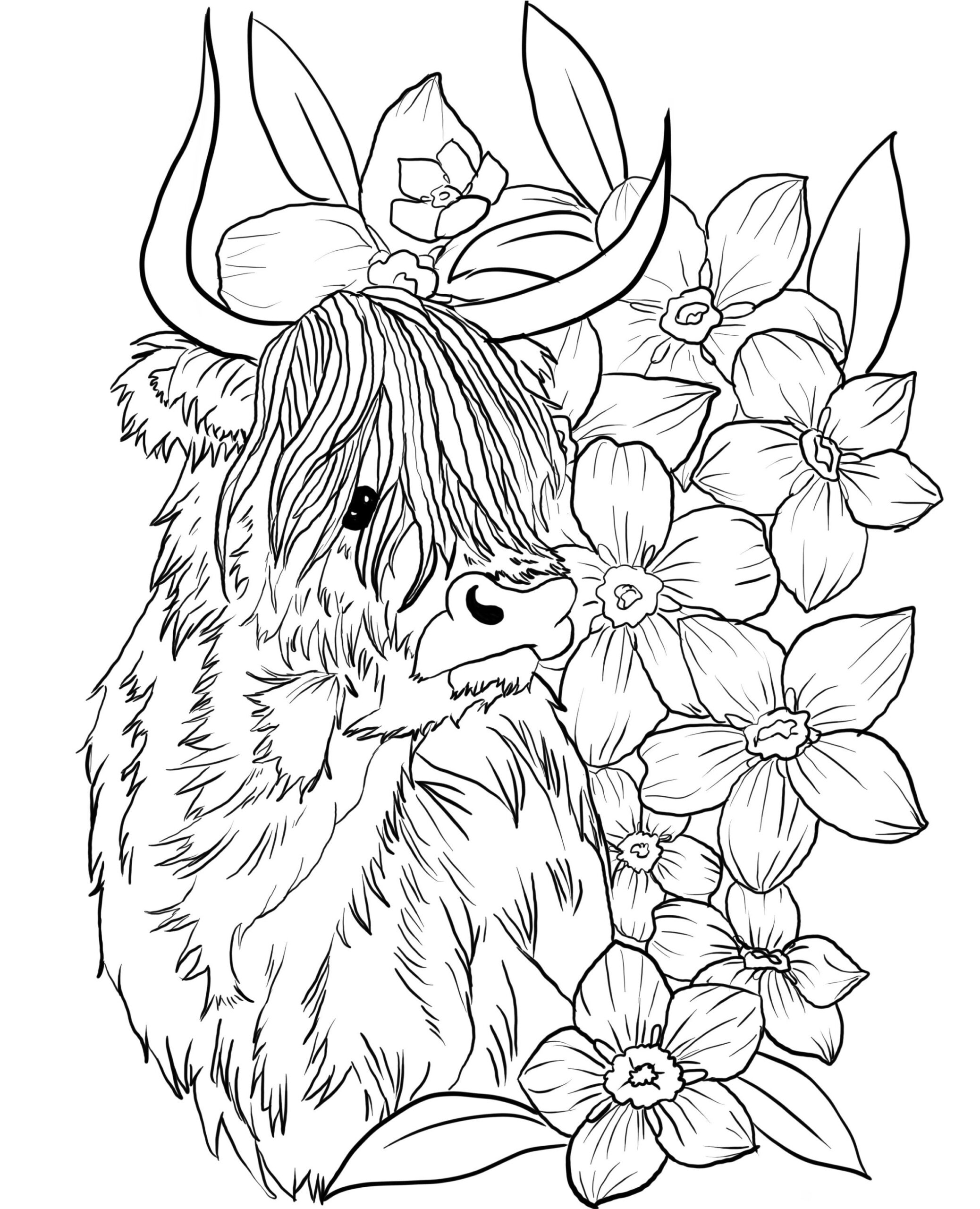 Printable Highland Cow Colouring Page Printable Highland Cow Colouring Page